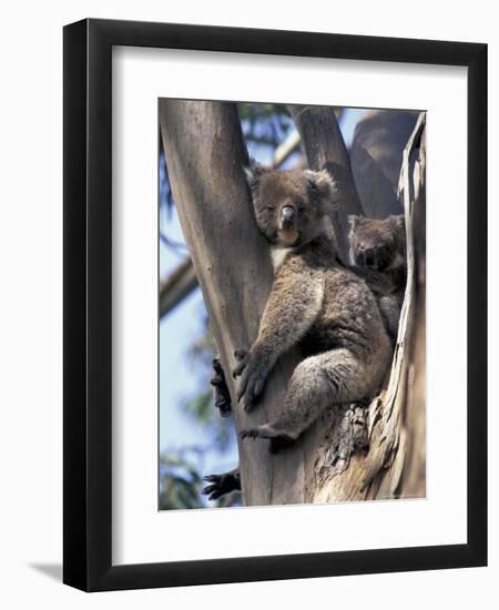 Mother and Baby Koala on Blue Gum, Kangaroo Island, Australia-Howie Garber-Framed Premium Photographic Print