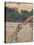 Mother and Baby Masai Giraffe Just Days Old-James Hager-Stretched Canvas