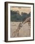 Mother and Baby Masai Giraffe Just Days Old-James Hager-Framed Photographic Print