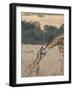 Mother and Baby Masai Giraffe Just Days Old-James Hager-Framed Photographic Print