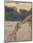 Mother and Baby Masai Giraffe Just Days Old-James Hager-Mounted Photographic Print