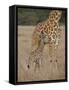 Mother and Baby Masai Giraffe Just Days Old-James Hager-Framed Stretched Canvas