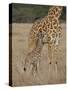 Mother and Baby Masai Giraffe Just Days Old-James Hager-Stretched Canvas