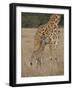 Mother and Baby Masai Giraffe Just Days Old-James Hager-Framed Photographic Print