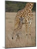 Mother and Baby Masai Giraffe Just Days Old-James Hager-Mounted Photographic Print