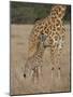 Mother and Baby Masai Giraffe Just Days Old-James Hager-Mounted Photographic Print