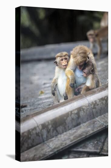 Mother and Baby Monkeys, Royal Caves, Dambulla, Sri Lanka, Asia-Charlie-Stretched Canvas