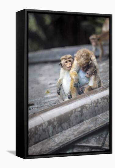 Mother and Baby Monkeys, Royal Caves, Dambulla, Sri Lanka, Asia-Charlie-Framed Stretched Canvas