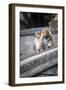 Mother and Baby Monkeys, Royal Caves, Dambulla, Sri Lanka, Asia-Charlie-Framed Photographic Print