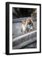 Mother and Baby Monkeys, Royal Caves, Dambulla, Sri Lanka, Asia-Charlie-Framed Photographic Print