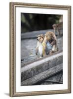 Mother and Baby Monkeys, Royal Caves, Dambulla, Sri Lanka, Asia-Charlie-Framed Photographic Print