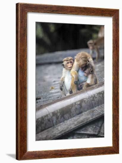 Mother and Baby Monkeys, Royal Caves, Dambulla, Sri Lanka, Asia-Charlie-Framed Photographic Print