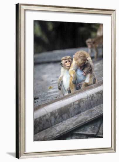 Mother and Baby Monkeys, Royal Caves, Dambulla, Sri Lanka, Asia-Charlie-Framed Photographic Print
