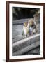 Mother and Baby Monkeys, Royal Caves, Dambulla, Sri Lanka, Asia-Charlie-Framed Photographic Print