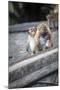Mother and Baby Monkeys, Royal Caves, Dambulla, Sri Lanka, Asia-Charlie-Mounted Photographic Print