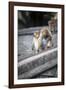 Mother and Baby Monkeys, Royal Caves, Dambulla, Sri Lanka, Asia-Charlie-Framed Photographic Print