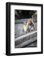Mother and Baby Monkeys, Royal Caves, Dambulla, Sri Lanka, Asia-Charlie-Framed Photographic Print