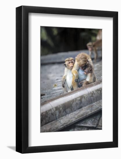 Mother and Baby Monkeys, Royal Caves, Dambulla, Sri Lanka, Asia-Charlie-Framed Photographic Print