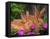 Mother and Baby New Zealand Rabbit Amongst Petunias, USA-Lynn M. Stone-Framed Stretched Canvas