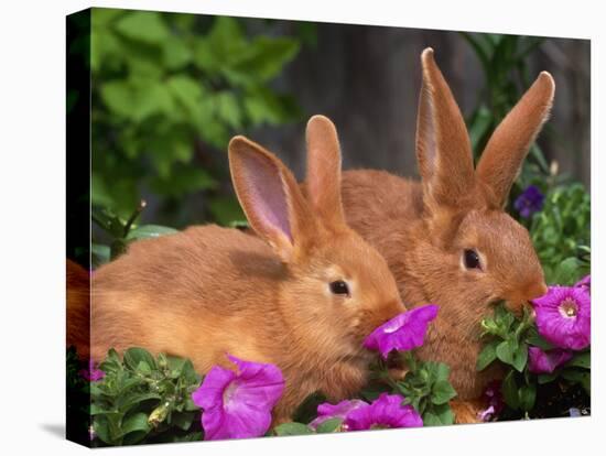 Mother and Baby New Zealand Rabbit Amongst Petunias, USA-Lynn M. Stone-Stretched Canvas