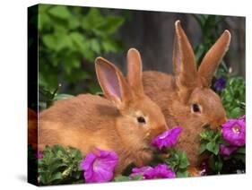 Mother and Baby New Zealand Rabbit Amongst Petunias, USA-Lynn M. Stone-Stretched Canvas