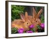 Mother and Baby New Zealand Rabbit Amongst Petunias, USA-Lynn M. Stone-Framed Photographic Print