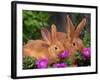 Mother and Baby New Zealand Rabbit Amongst Petunias, USA-Lynn M. Stone-Framed Photographic Print