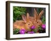 Mother and Baby New Zealand Rabbit Amongst Petunias, USA-Lynn M. Stone-Framed Photographic Print