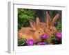 Mother and Baby New Zealand Rabbit Amongst Petunias, USA-Lynn M. Stone-Framed Photographic Print