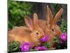 Mother and Baby New Zealand Rabbit Amongst Petunias, USA-Lynn M. Stone-Mounted Photographic Print