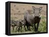 Mother and Baby Warthog, Masai Mara National Reserve-James Hager-Framed Stretched Canvas