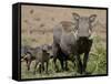 Mother and Baby Warthog, Masai Mara National Reserve-James Hager-Framed Stretched Canvas