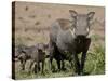 Mother and Baby Warthog, Masai Mara National Reserve-James Hager-Stretched Canvas