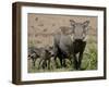 Mother and Baby Warthog, Masai Mara National Reserve-James Hager-Framed Photographic Print