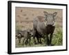 Mother and Baby Warthog, Masai Mara National Reserve-James Hager-Framed Photographic Print