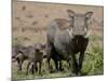 Mother and Baby Warthog, Masai Mara National Reserve-James Hager-Mounted Photographic Print