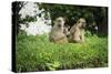 Mother and Baby Yellow Baboon (Papio Cynocephalus), South Luangwa National Park, Zambia, Africa-Janette Hill-Stretched Canvas