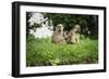 Mother and Baby Yellow Baboon (Papio Cynocephalus), South Luangwa National Park, Zambia, Africa-Janette Hill-Framed Photographic Print