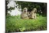 Mother and Baby Yellow Baboon (Papio Cynocephalus), South Luangwa National Park, Zambia, Africa-Janette Hill-Mounted Photographic Print