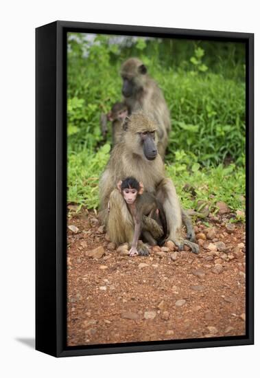 Mother and Baby Yellow Baboon (Papio Cynocephalus), South Luangwa National Park, Zambia, Africa-Janette Hill-Framed Stretched Canvas