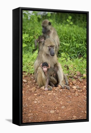 Mother and Baby Yellow Baboon (Papio Cynocephalus), South Luangwa National Park, Zambia, Africa-Janette Hill-Framed Stretched Canvas