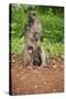 Mother and Baby Yellow Baboon (Papio Cynocephalus), South Luangwa National Park, Zambia, Africa-Janette Hill-Stretched Canvas