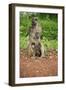 Mother and Baby Yellow Baboon (Papio Cynocephalus), South Luangwa National Park, Zambia, Africa-Janette Hill-Framed Photographic Print