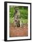 Mother and Baby Yellow Baboon (Papio Cynocephalus), South Luangwa National Park, Zambia, Africa-Janette Hill-Framed Photographic Print