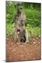 Mother and Baby Yellow Baboon (Papio Cynocephalus), South Luangwa National Park, Zambia, Africa-Janette Hill-Mounted Photographic Print