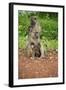 Mother and Baby Yellow Baboon (Papio Cynocephalus), South Luangwa National Park, Zambia, Africa-Janette Hill-Framed Photographic Print