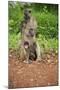 Mother and Baby Yellow Baboon (Papio Cynocephalus), South Luangwa National Park, Zambia, Africa-Janette Hill-Mounted Photographic Print