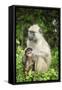 Mother and Baby Yellow Baboon (Papio Cynocephalus), South Luangwa National Park, Zambia, Africa-Janette Hill-Framed Stretched Canvas