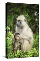 Mother and Baby Yellow Baboon (Papio Cynocephalus), South Luangwa National Park, Zambia, Africa-Janette Hill-Stretched Canvas