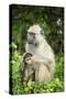 Mother and Baby Yellow Baboon (Papio Cynocephalus), South Luangwa National Park, Zambia, Africa-Janette Hill-Stretched Canvas